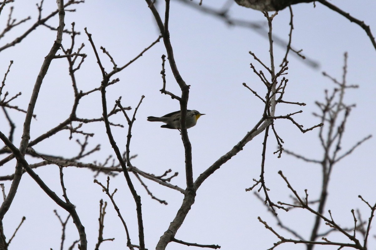 Yellow-throated Warbler - ML645959062
