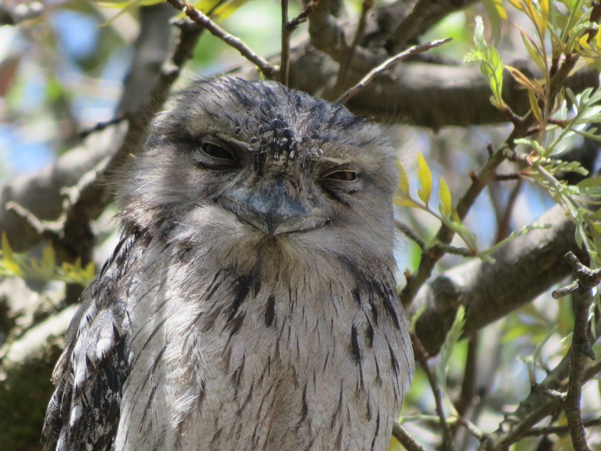 Исполинский лягушкорот - ML645959064