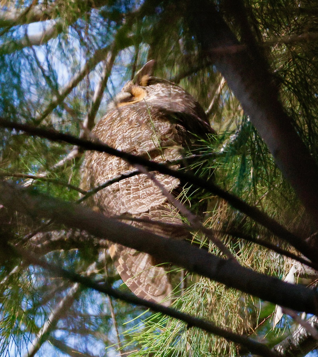 Ушастая сова - ML645959065