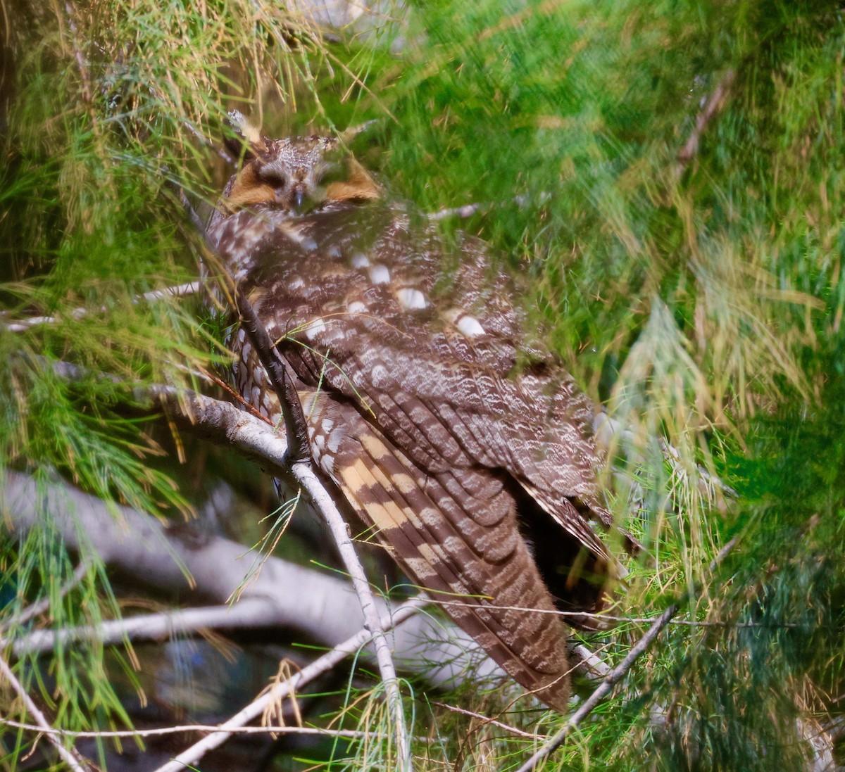 Ушастая сова - ML645959066