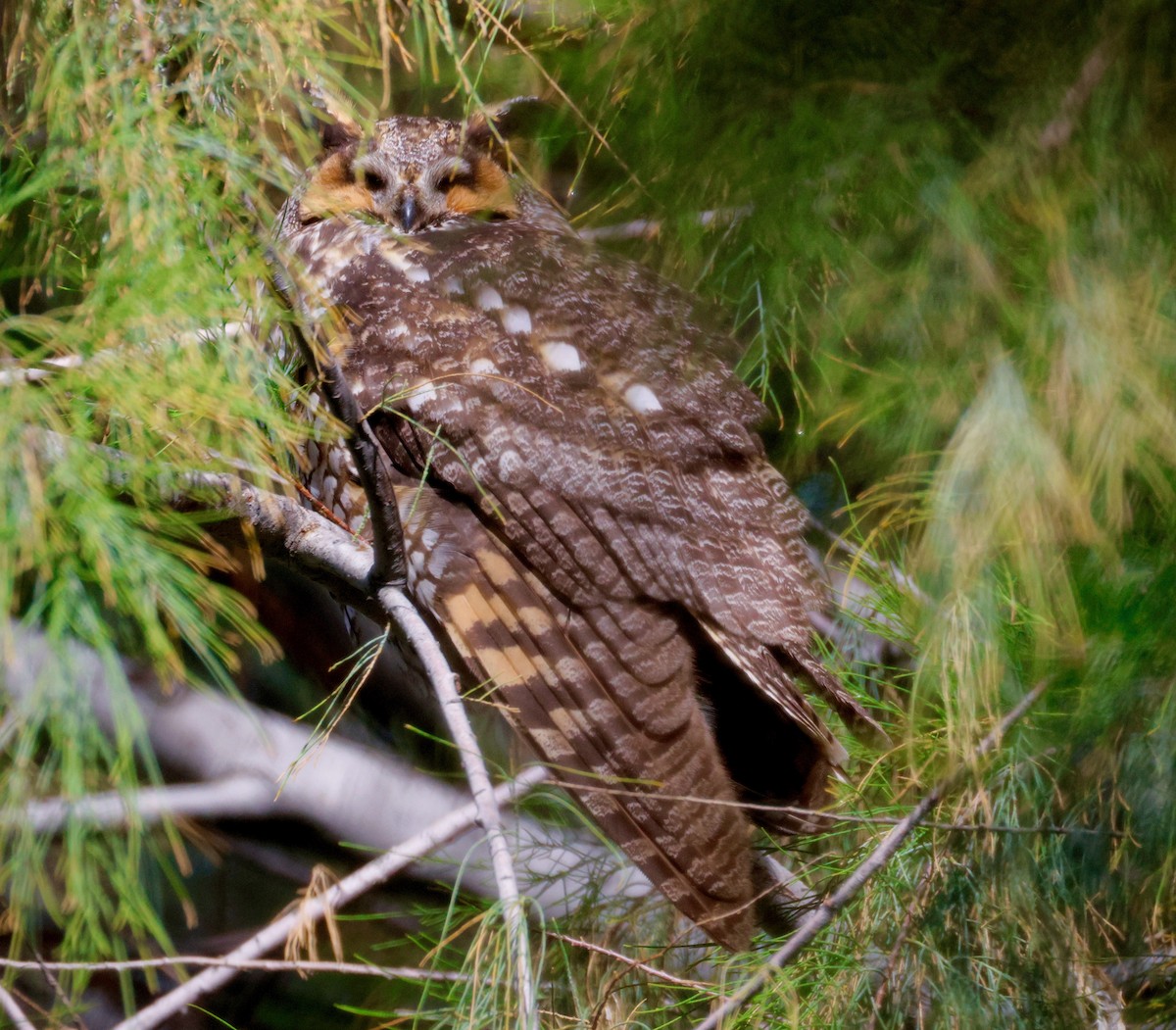 Ушастая сова - ML645959067