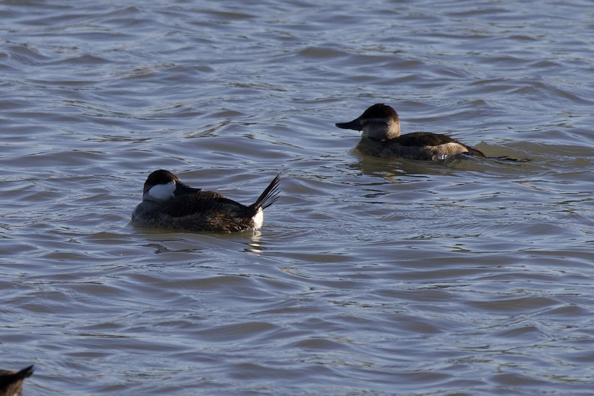 Американская савка - ML645959068