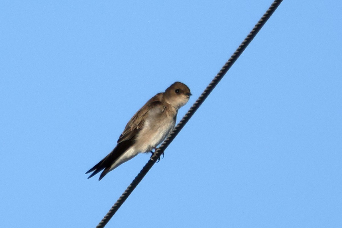 Североамериканская ласточка - ML645959069