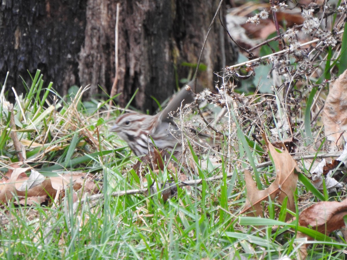 Певчая овсянка - ML645959070