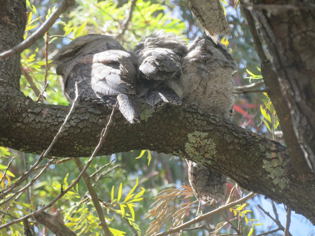 Исполинский лягушкорот - ML645959071