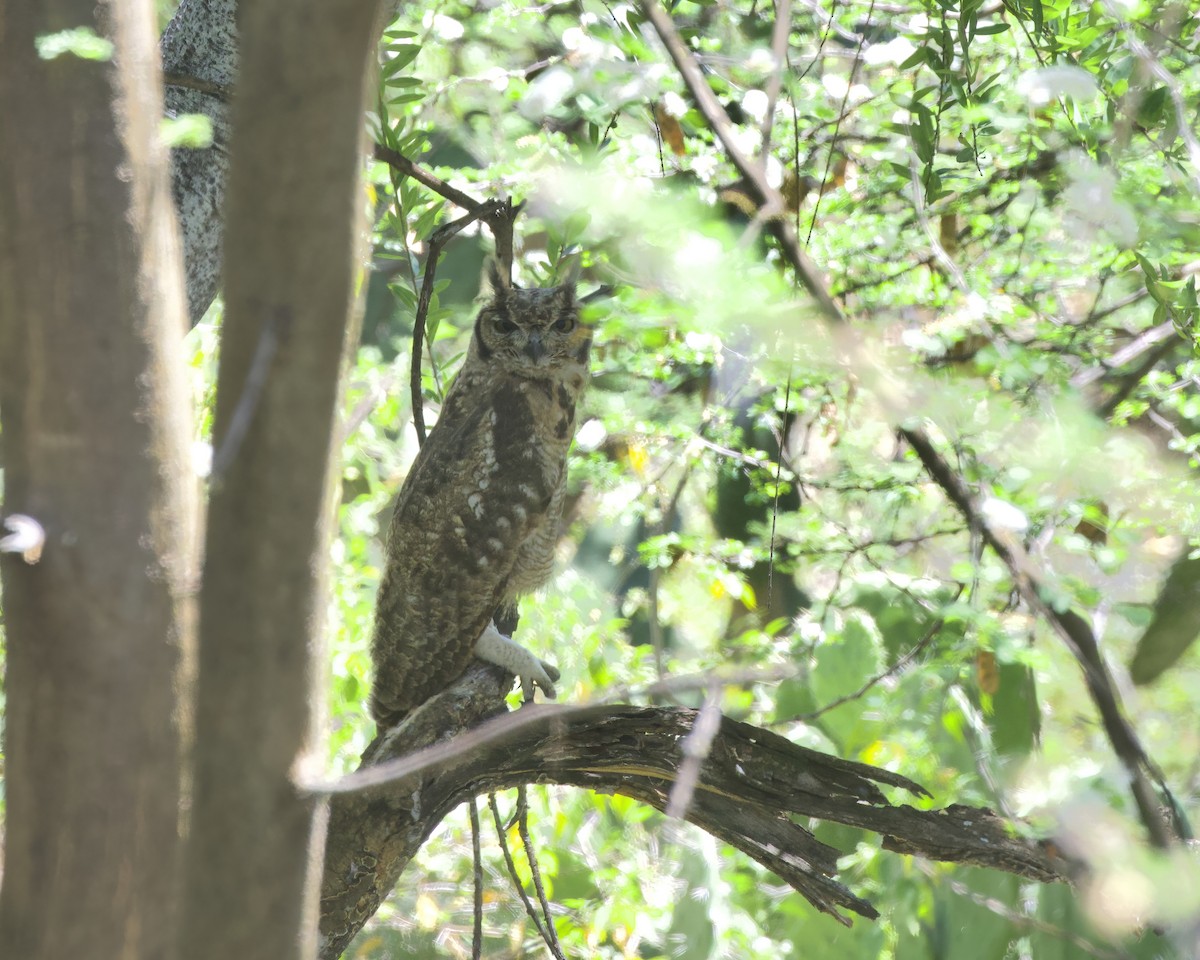 Африканский филин - ML645959072