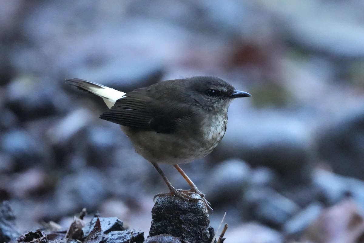 Каменковый певун - ML645959073