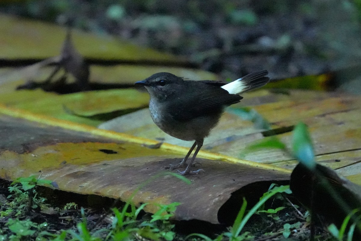 Каменковый певун - ML645959074