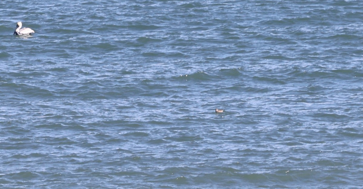 Перепончатопалый улит - ML645959076