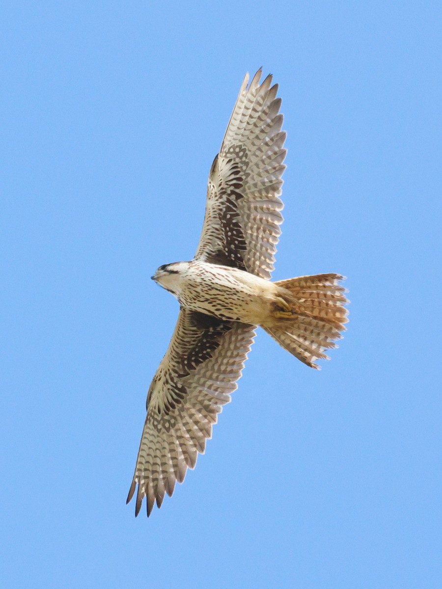 Мексиканский сокол - ML645959077