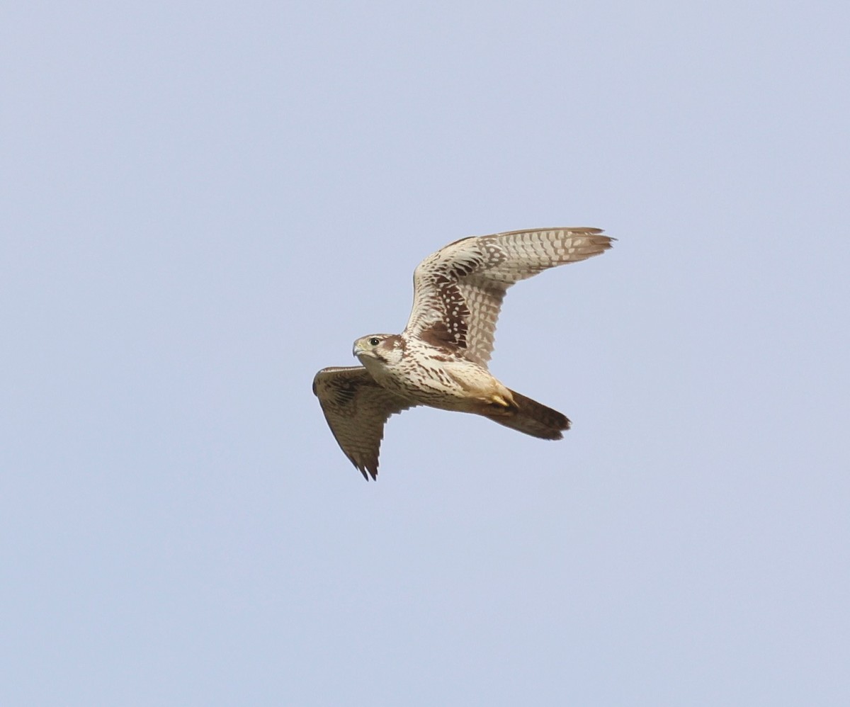 Мексиканский сокол - ML645959078