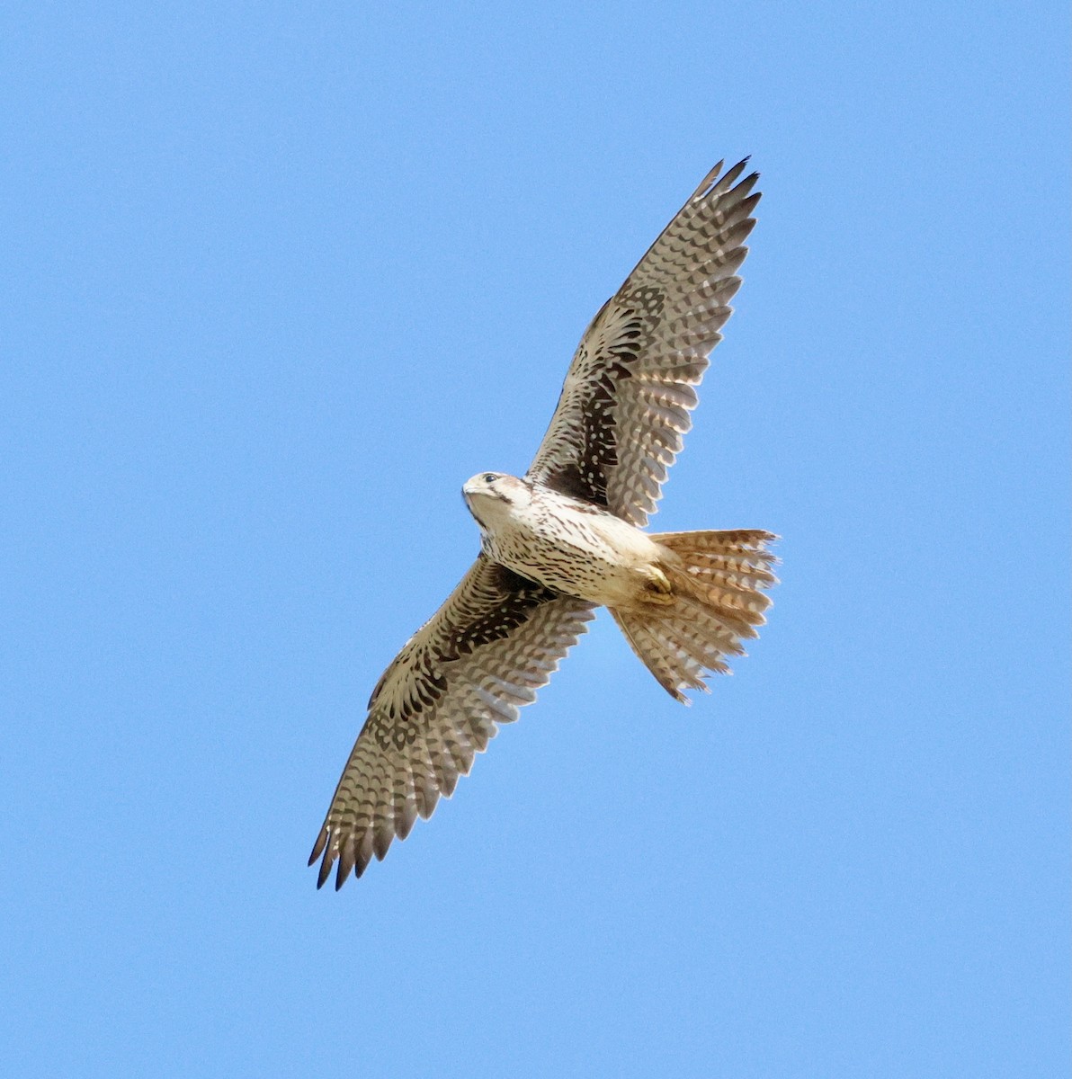 Мексиканский сокол - ML645959079