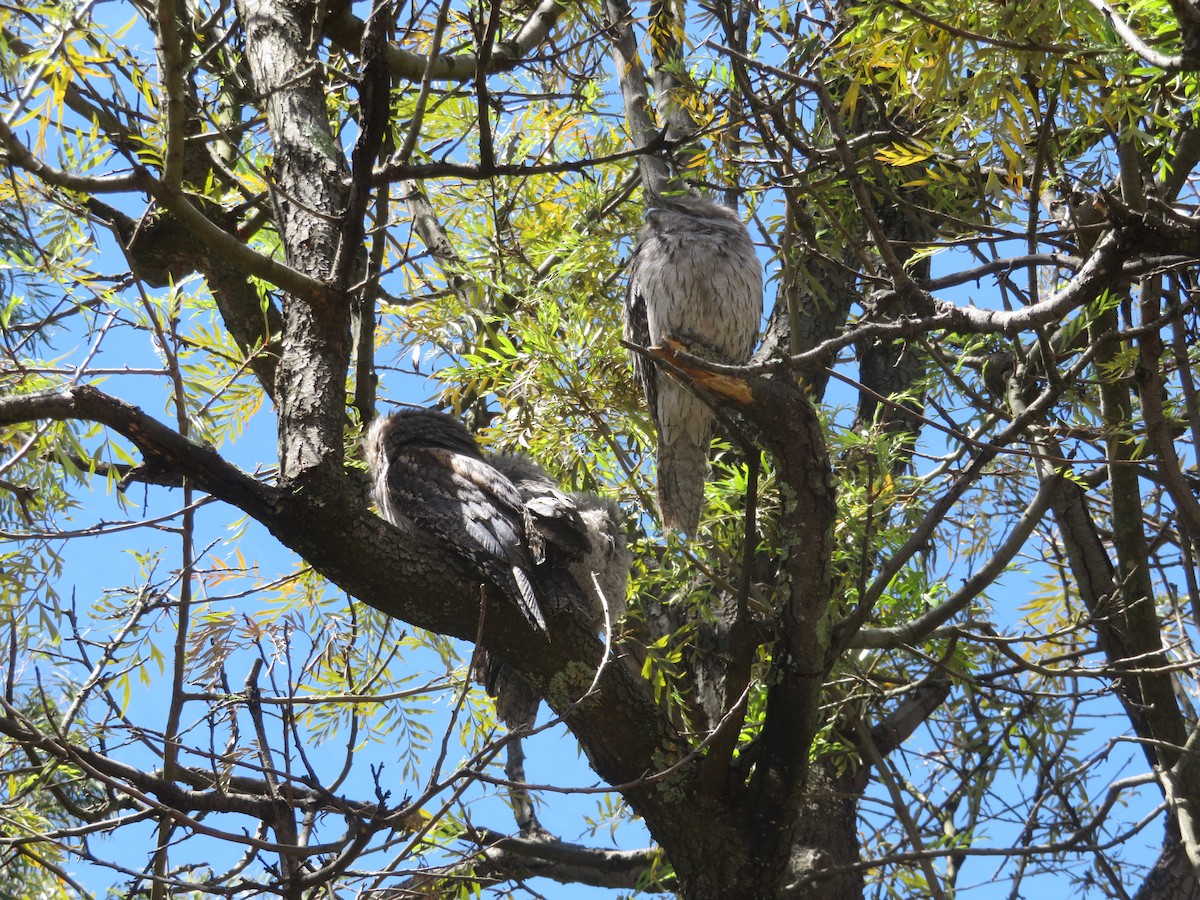 Исполинский лягушкорот - ML645959083