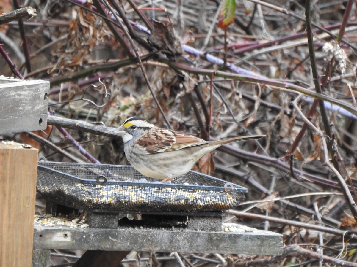 Белогорлая зонотрихия - ML645959084