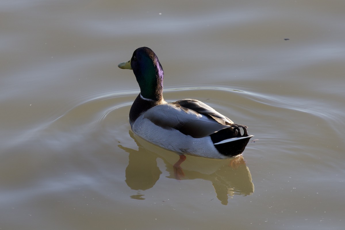 Кряква - ML645959085