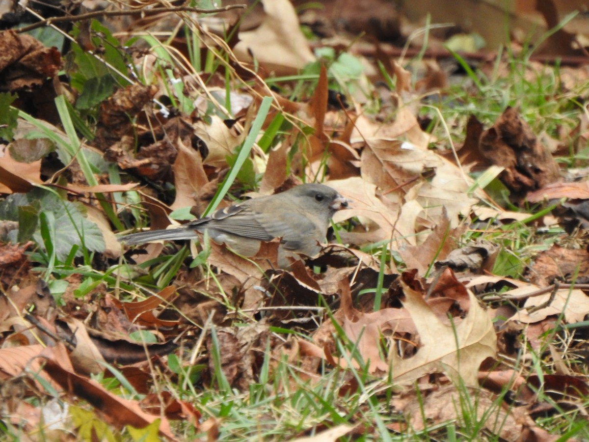 Серый юнко - ML645959086