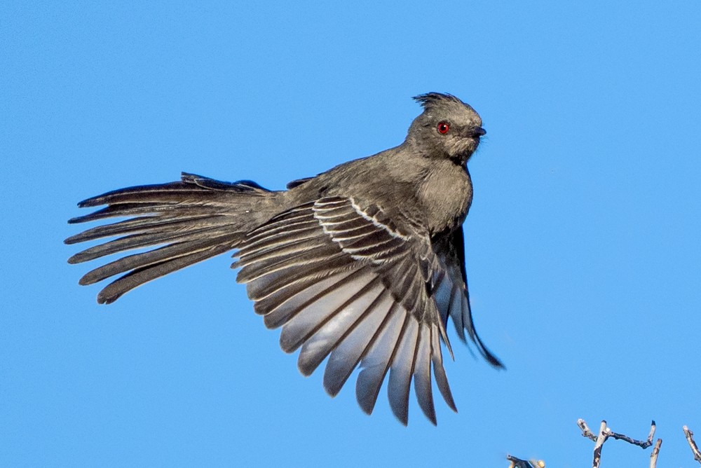 Чёрный шелкохвост - ML645959087