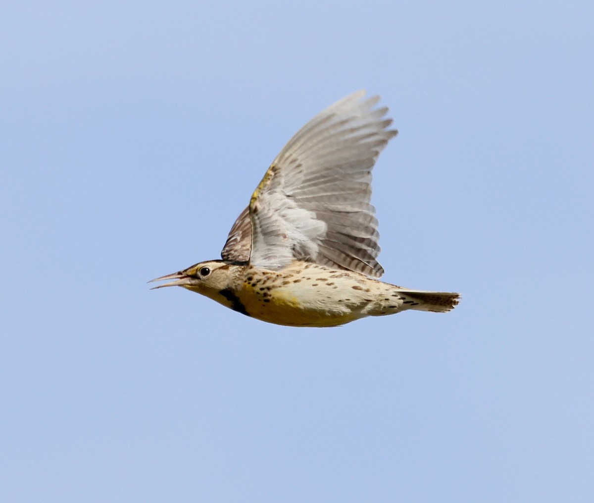 Западный луговой трупиал - ML645959088