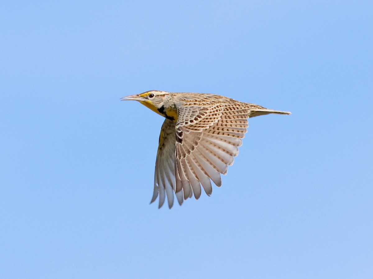 Западный луговой трупиал - ML645959090