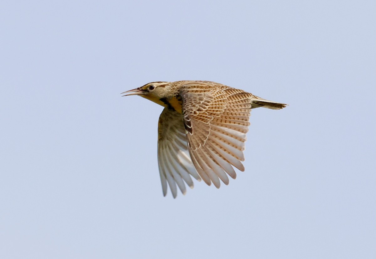 Западный луговой трупиал - ML645959091