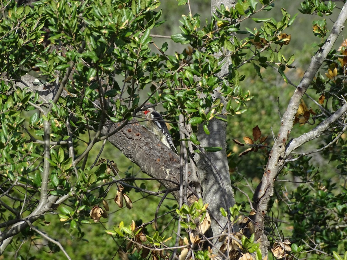 Желтобрюхий/Красногорлый дятел-сокоед - ML645959095