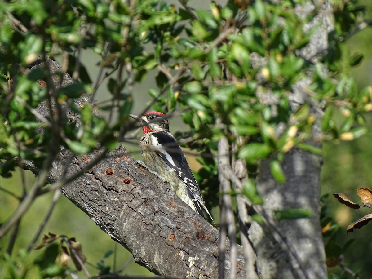 Желтобрюхий/Красногорлый дятел-сокоед - ML645959096