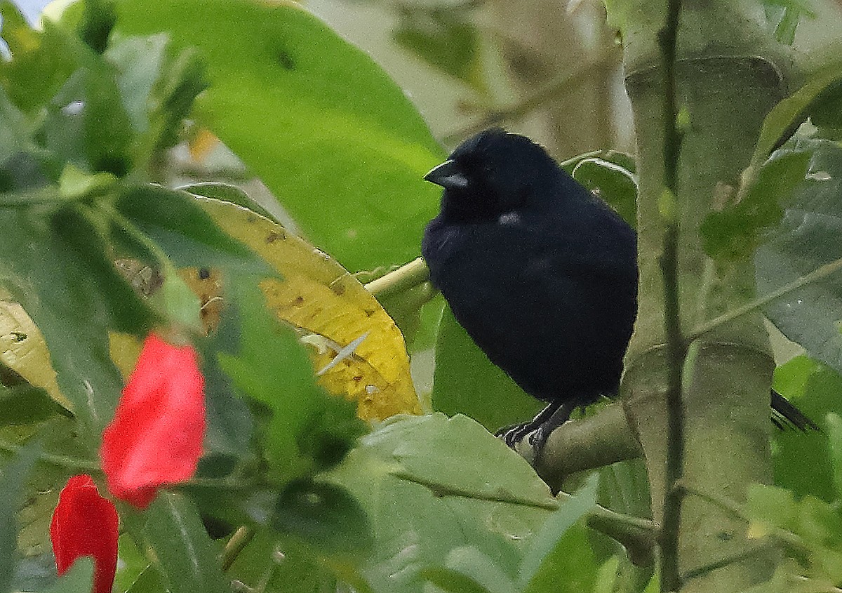 Якарина - ML645959102