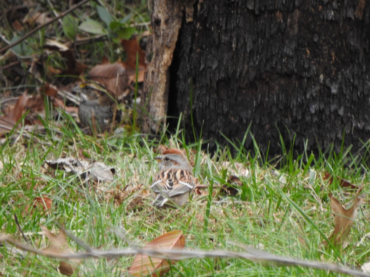 Воробьиная овсянка - ML645959103