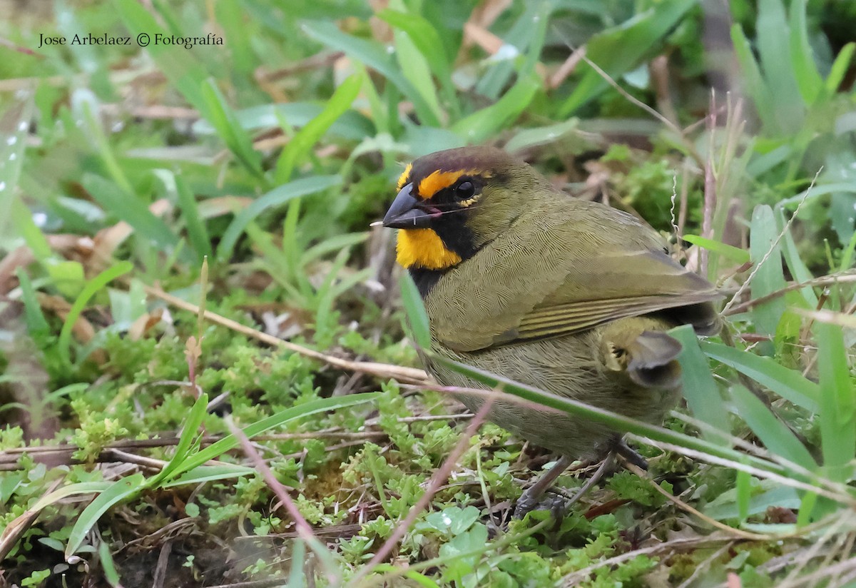 Yellow-faced Grassquit - ML645959107