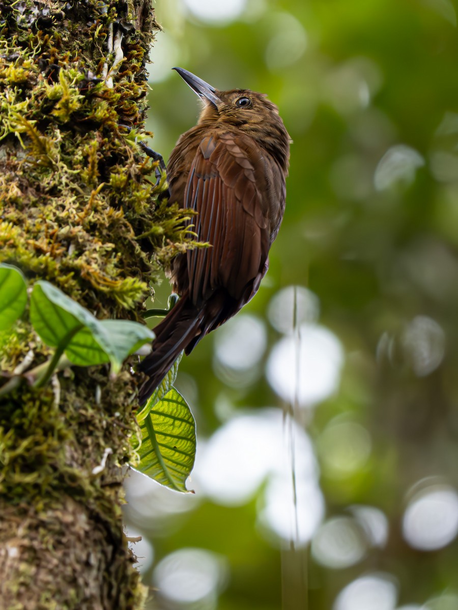 Tyrannine Woodcreeper - ML645959120