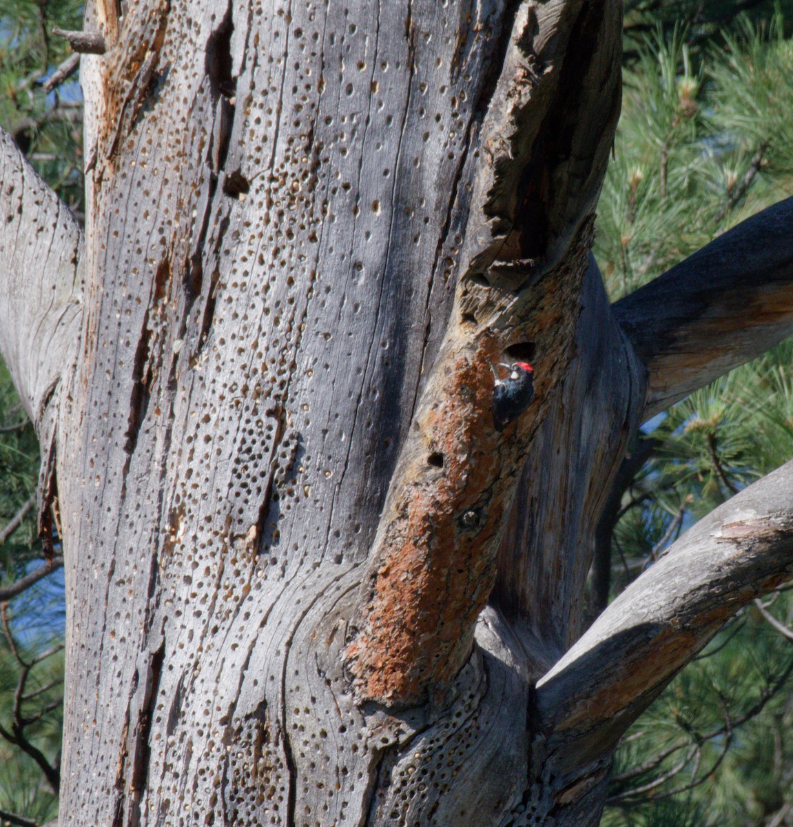 Acorn Woodpecker - ML645959147