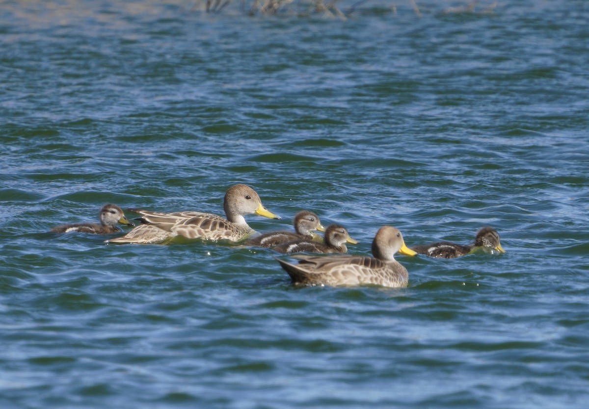 Yellow-billed Pintail - ML645959150
