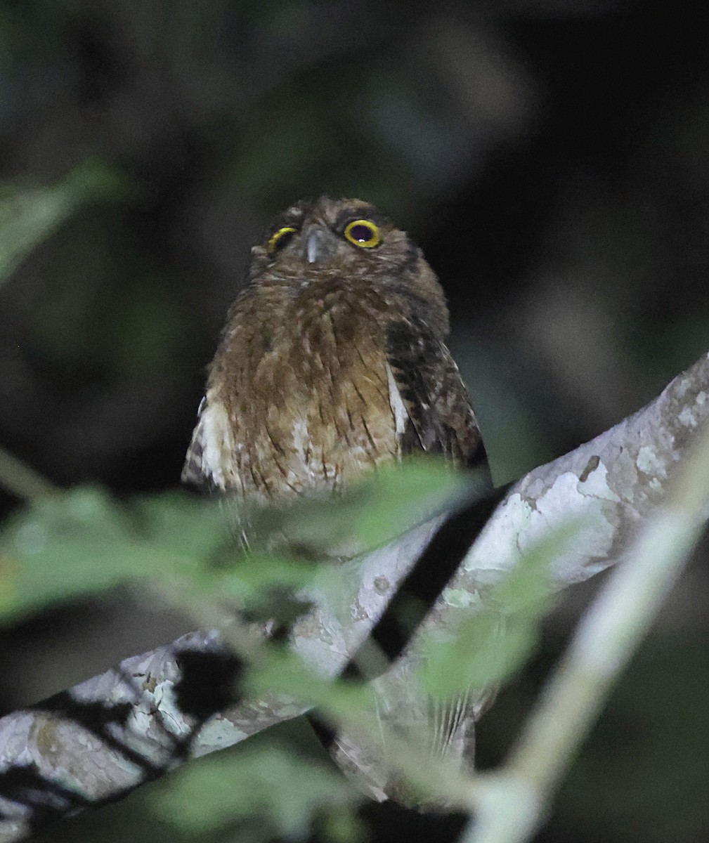 Tawny-bellied Screech-Owl - ML645959151