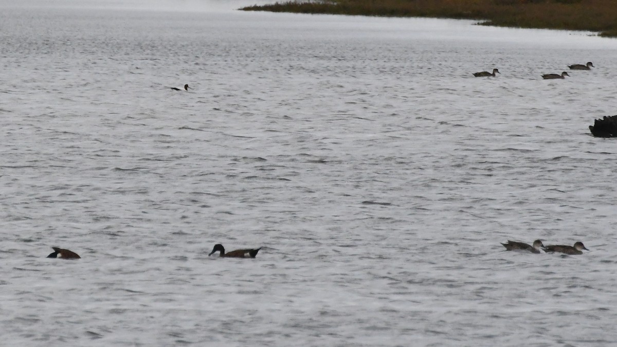 ミカヅキハシビロガモ - ML645959173