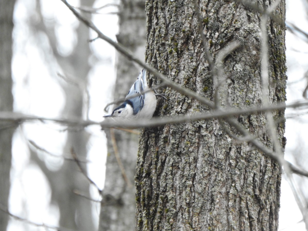 Sittelle à poitrine blanche - ML645959175