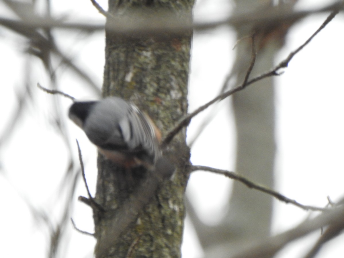 Sittelle à poitrine blanche - ML645959176