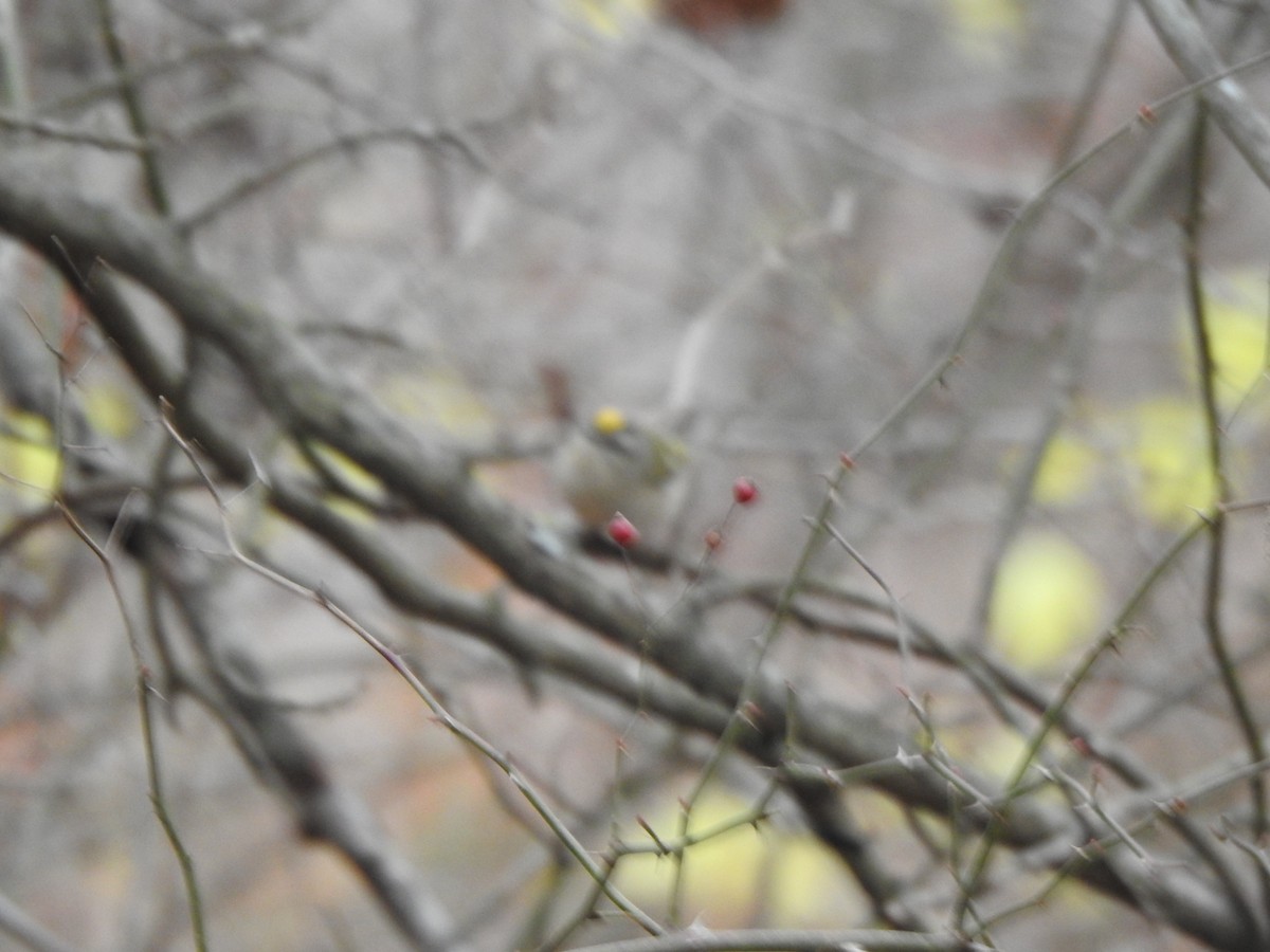 Erregetxo amerikarra - ML645959179