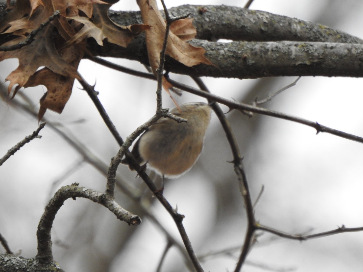 Erregetxo amerikarra - ML645959180