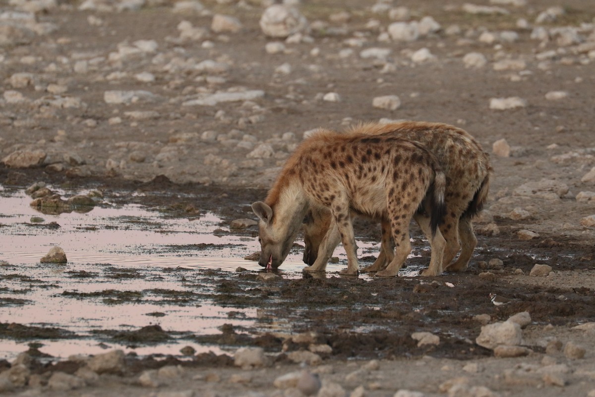 Трёхполосый зуёк - ML645959183