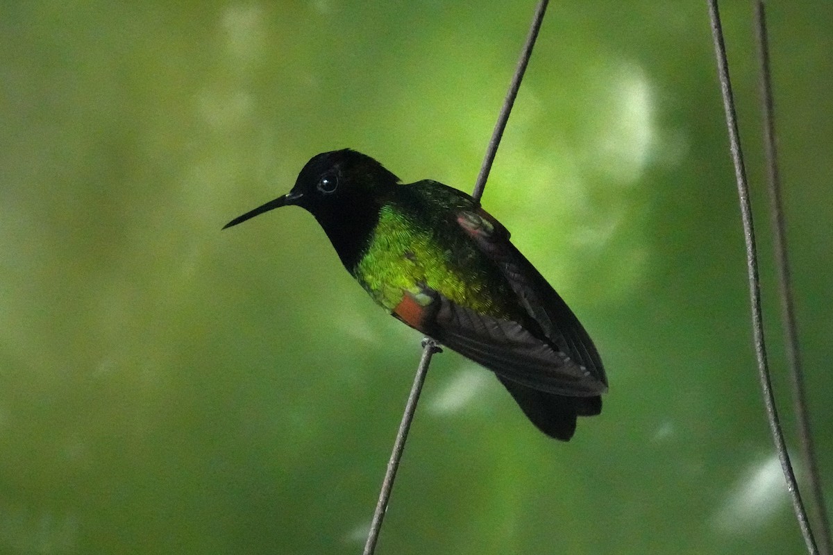 Black-bellied Hummingbird - ML645959185