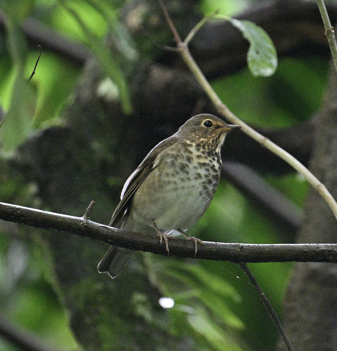 Zorzalito de Swainson - ML645959186