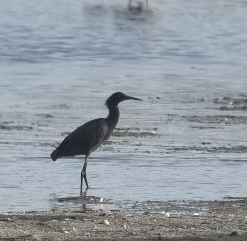 Glockenreiher - ML645959191