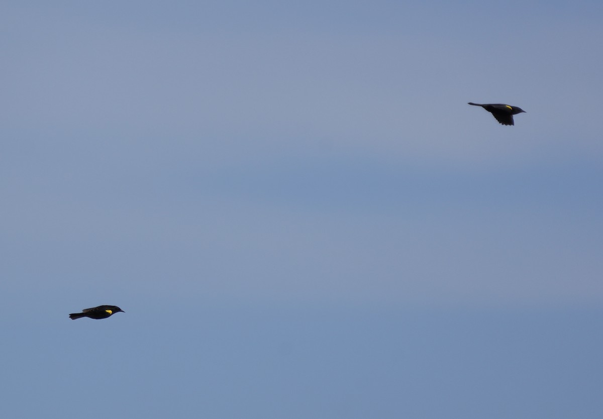 Yellow-winged Blackbird - ML645959192