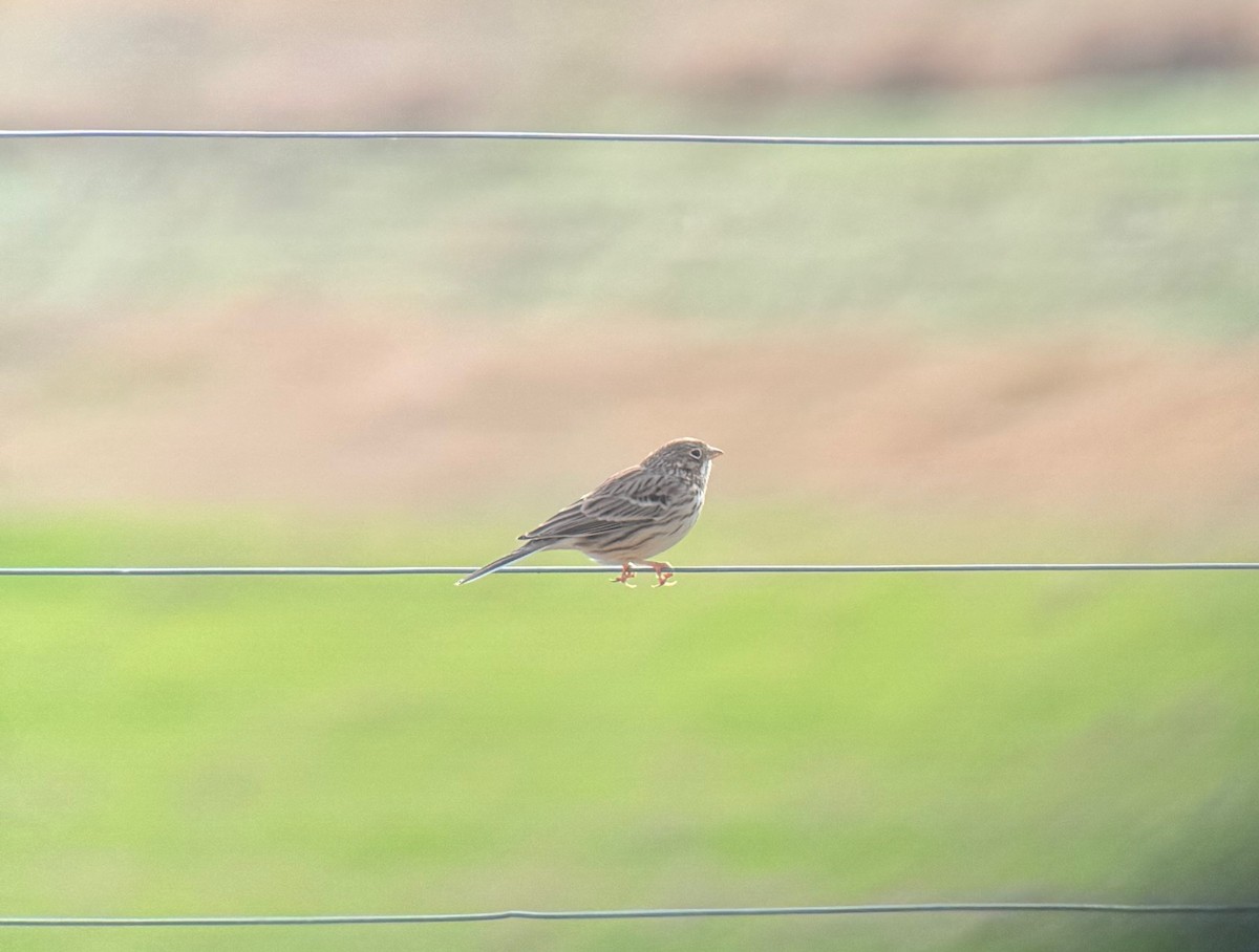 オジロヒメドリ - ML645959195