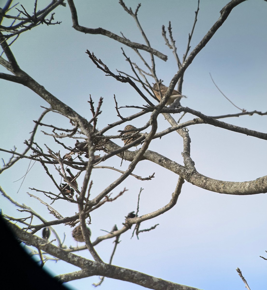 オジロヒメドリ - ML645959196