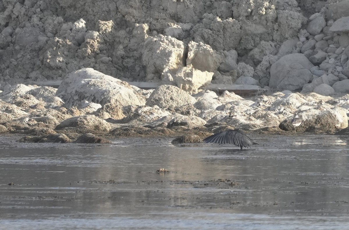 Glockenreiher - ML645959205