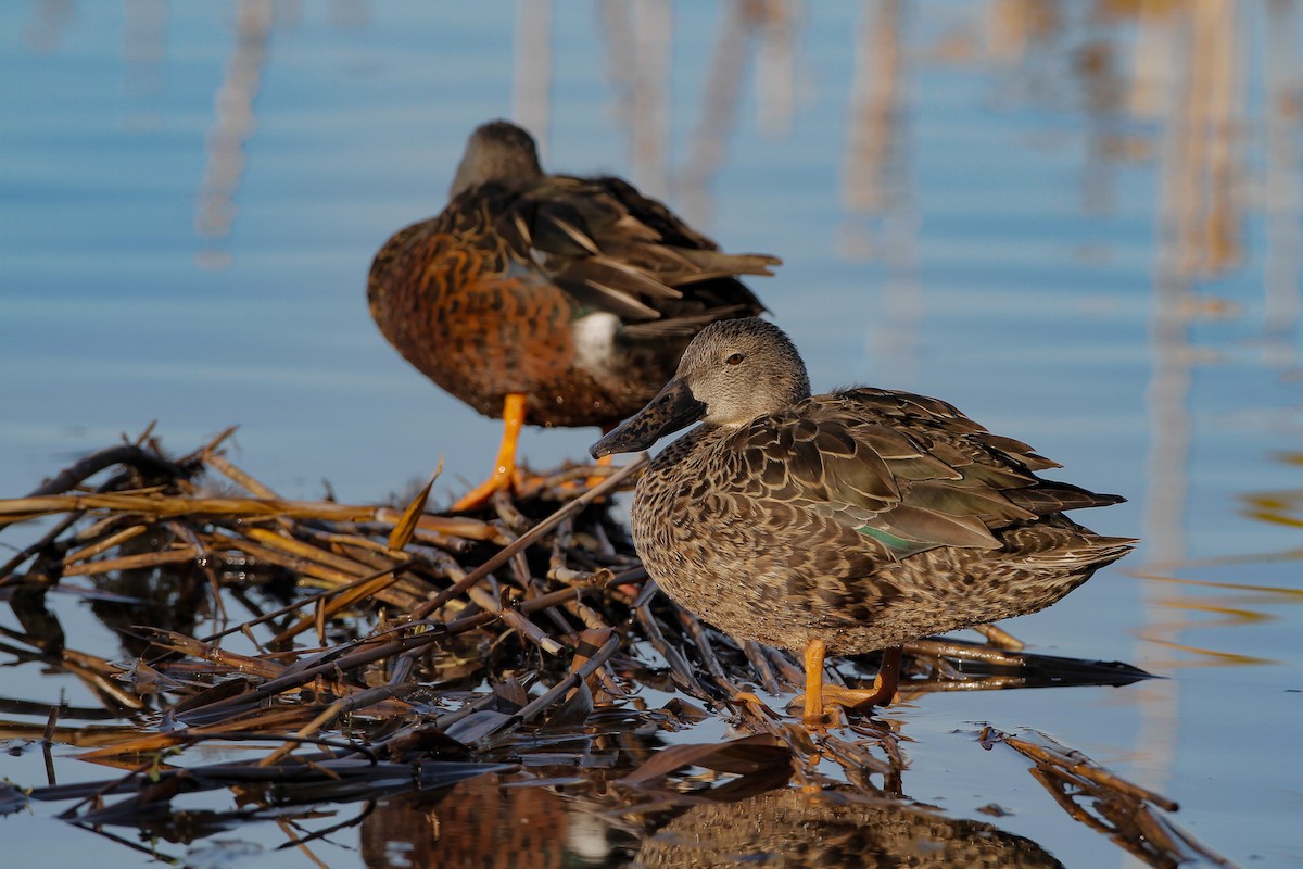 ミカヅキハシビロガモ - ML645959209