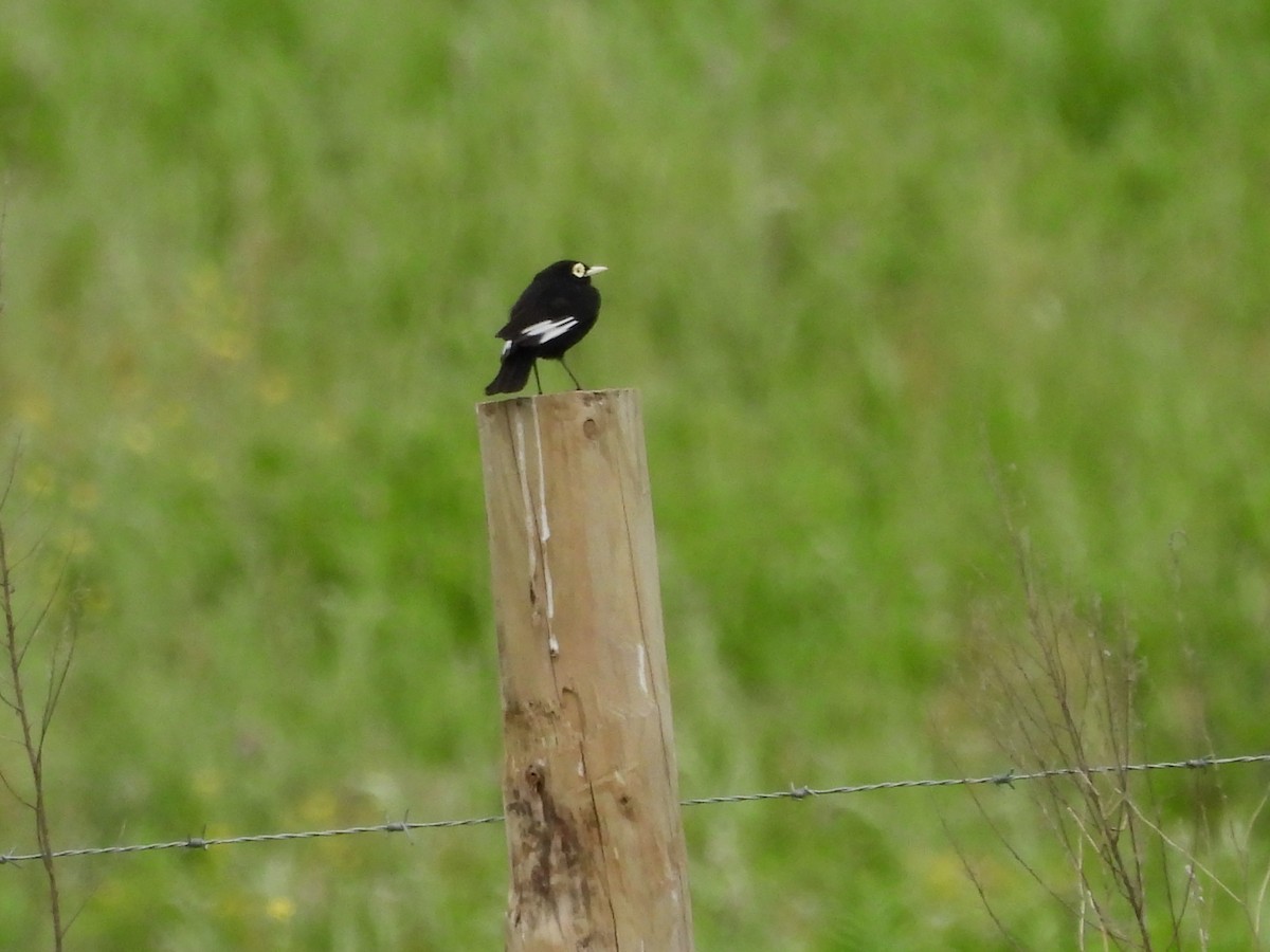 Spectacled Tyrant - ML645959210