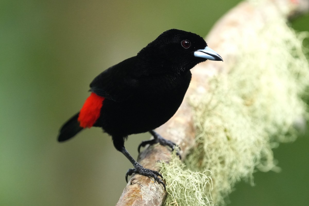 Scarlet-rumped Tanager - ML645959213