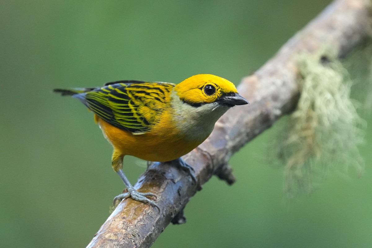 Silver-throated Tanager - ML645959221